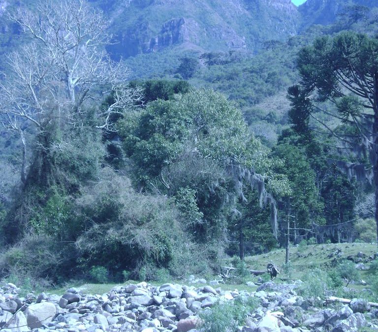 Monte Lajeado